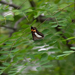 Adelpha paroeca paroeca