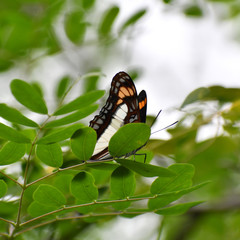 Adelpha paroeca paroeca