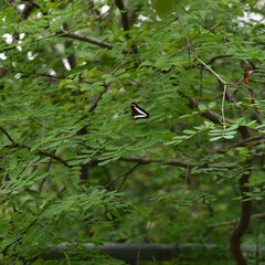Adelpha paroeca paroeca