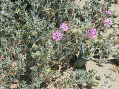 Silene colorata