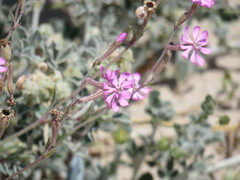 Silene colorata