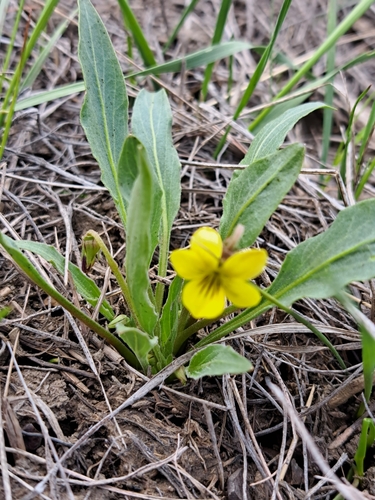Viola nuttallii