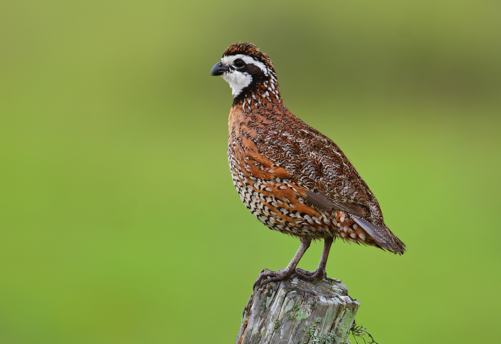 Northern Bobwhite from Matagorda County, TX, USA on May 09, 2023 at 11: ...