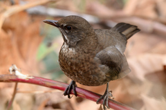 Turdus merula