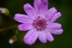 Pericallis × hybrida