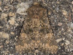 Pseudobryomima fallax