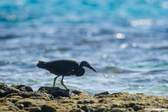 Egretta sacra albolineata