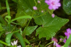 Pericallis × hybrida