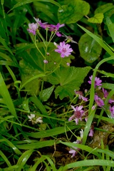 Pericallis × hybrida
