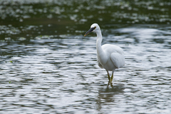 Egretta sacra albolineata