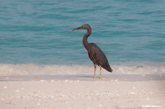 Egretta sacra albolineata