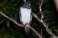 Accipiter haplochrous