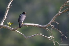 Accipiter haplochrous