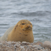 Mediterranean Monk Seal - Photo (c) Rafi Amar, some rights reserved (CC BY-NC), uploaded by Rafi Amar