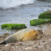 Mediterranean Monk Seal - Photo (c) Rafi Amar, some rights reserved (CC BY-NC), uploaded by Rafi Amar