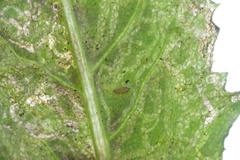 Phytomyza syngenesiae