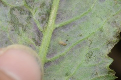 Phytomyza syngenesiae