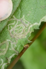 Phytomyza syngenesiae