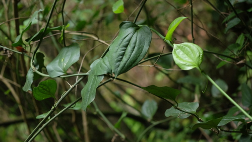 Smilax canariensis (Smilax canariensis)