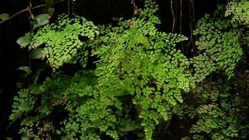 Adiantum raddianum image