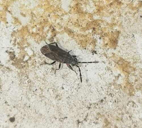 Peritrechus angusticollis