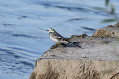Motacilla alba