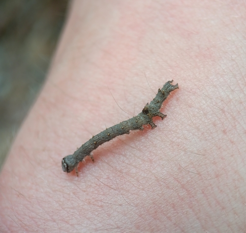 Scarlet Underwing photo 3