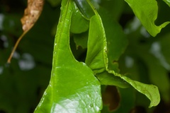 Aceria melicyti