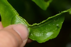 Aceria melicyti