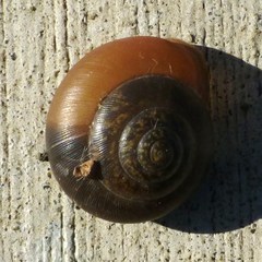 Patera roemeri