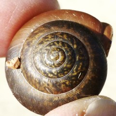 Patera roemeri