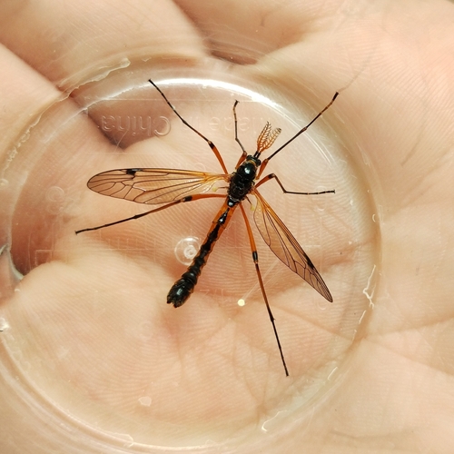 Tanyptera atrata atrata