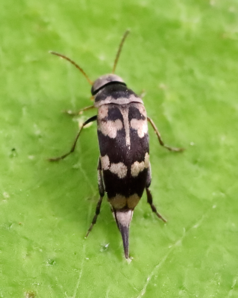 Pubescent Tumbling Flower Beetle