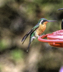 Lampornis
