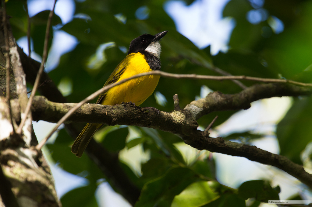 Melanesian Whistler