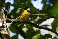 Melanesian Whistler photo 1