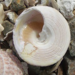 Coelotrochus viridis