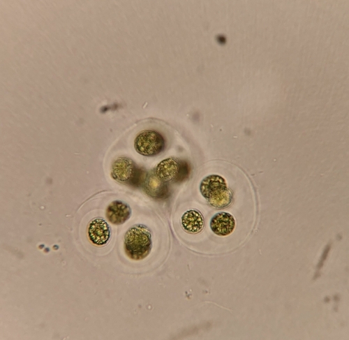 Gloeocystis gigas