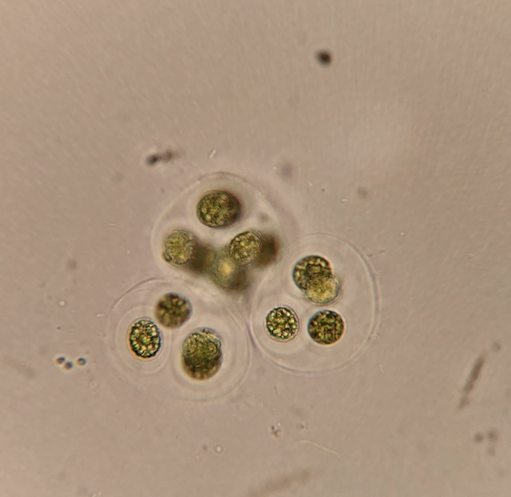Gloeocystis gigas
