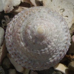 Coelotrochus viridis