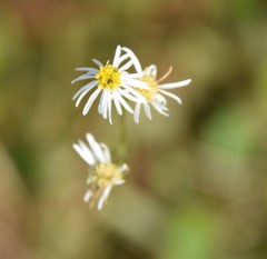 Erigeron vernus