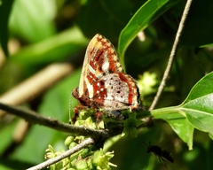 Anteros carausius carausius