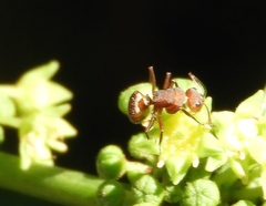 Camponotus rectangularis