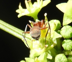 Camponotus rectangularis
