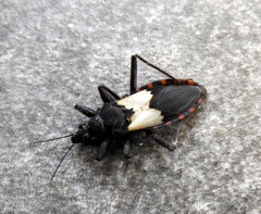 Microtomus luctuosus