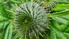 Cirsium vulgare image