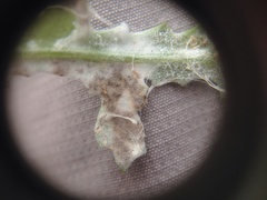Neoerysiphe kerribeeensis