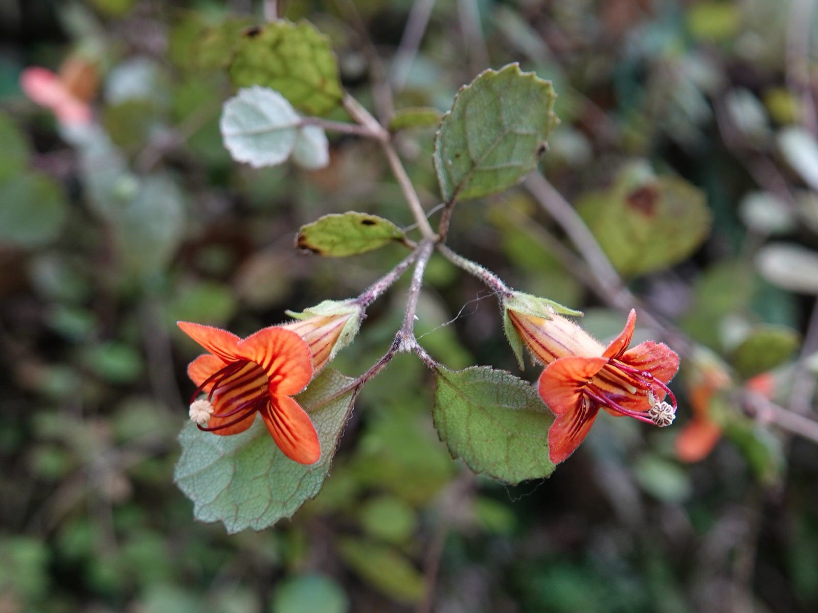 Rhabdothamnus
