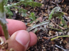 Neoerysiphe kerribeeensis