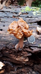 Gyromitra